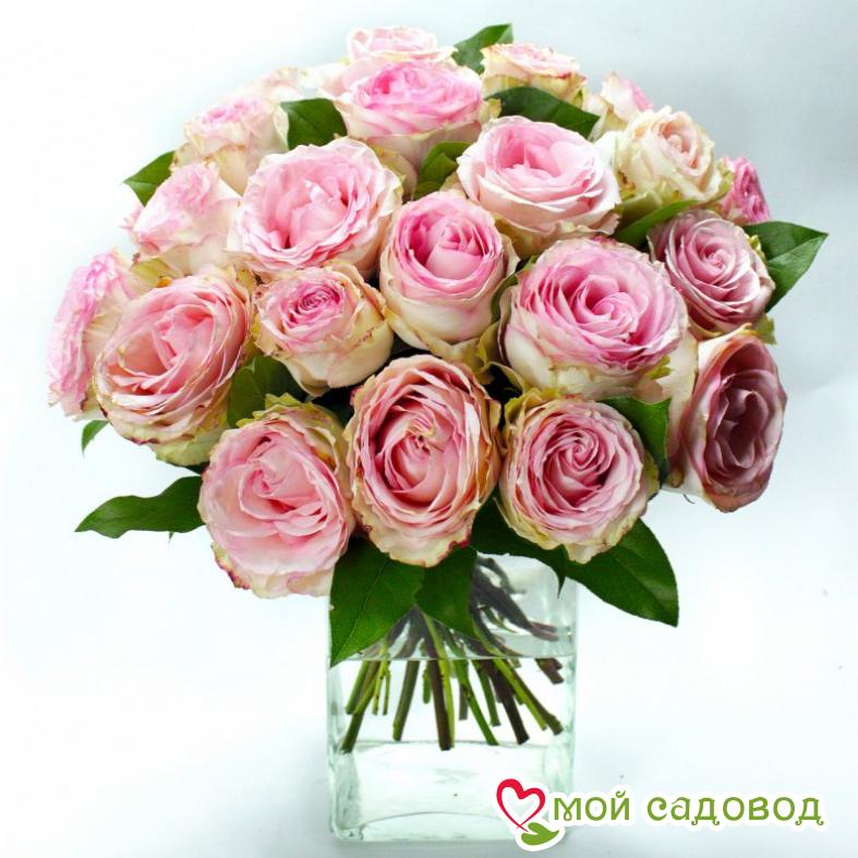 Роза Эсперанса