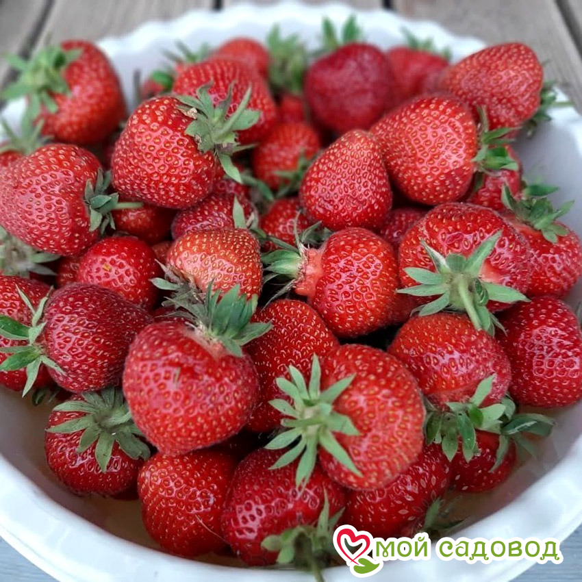 Клубника Флоренс