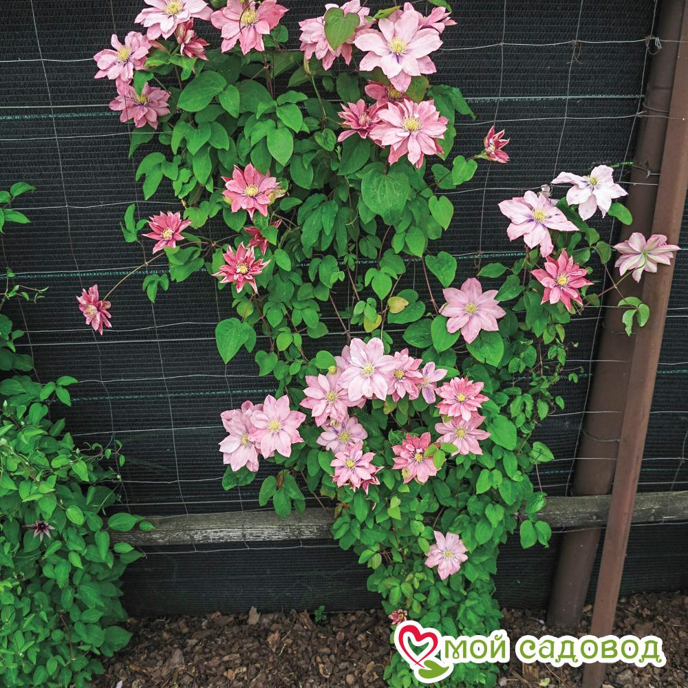 Клематис Литл Мермейд