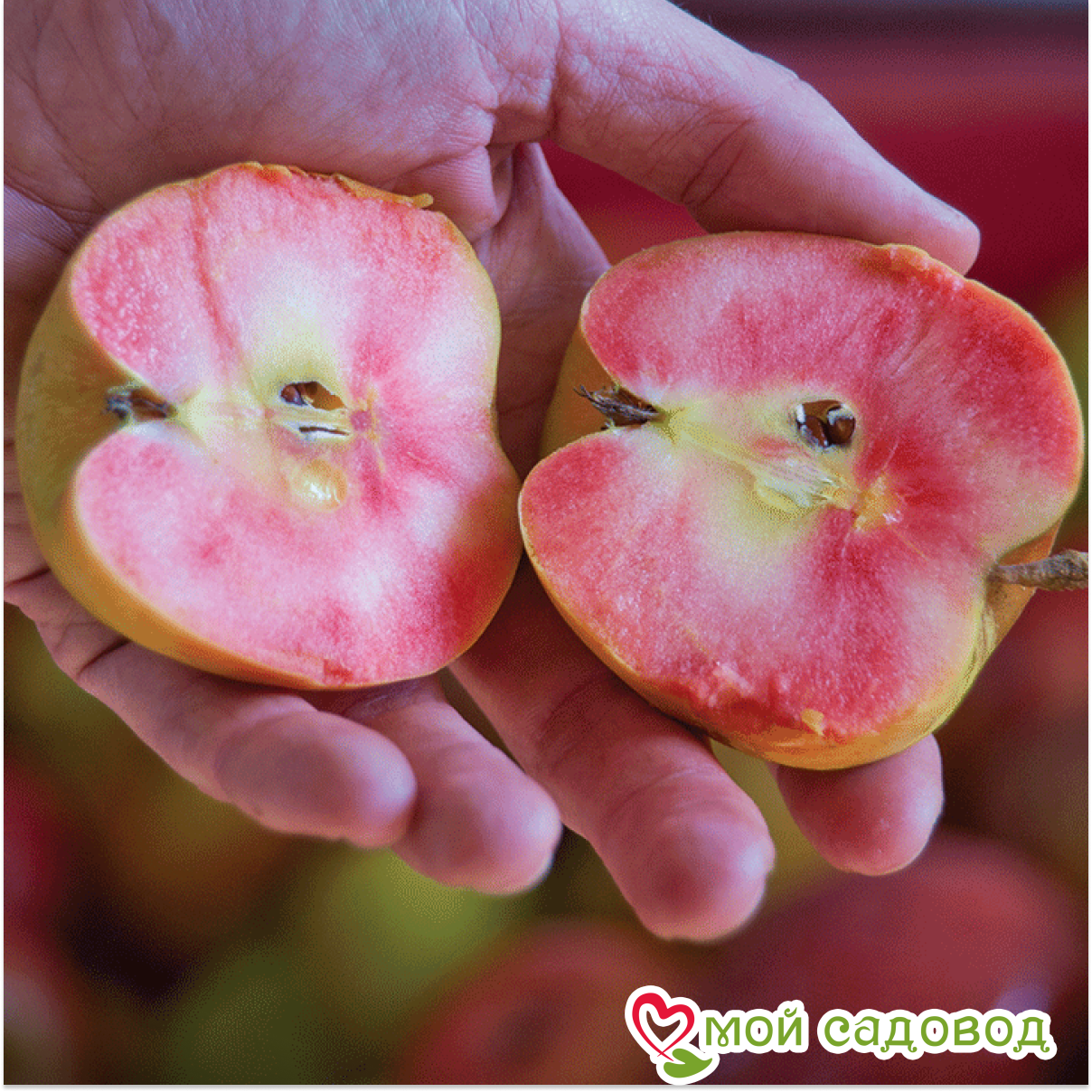 Яблоня Хидден Роуз