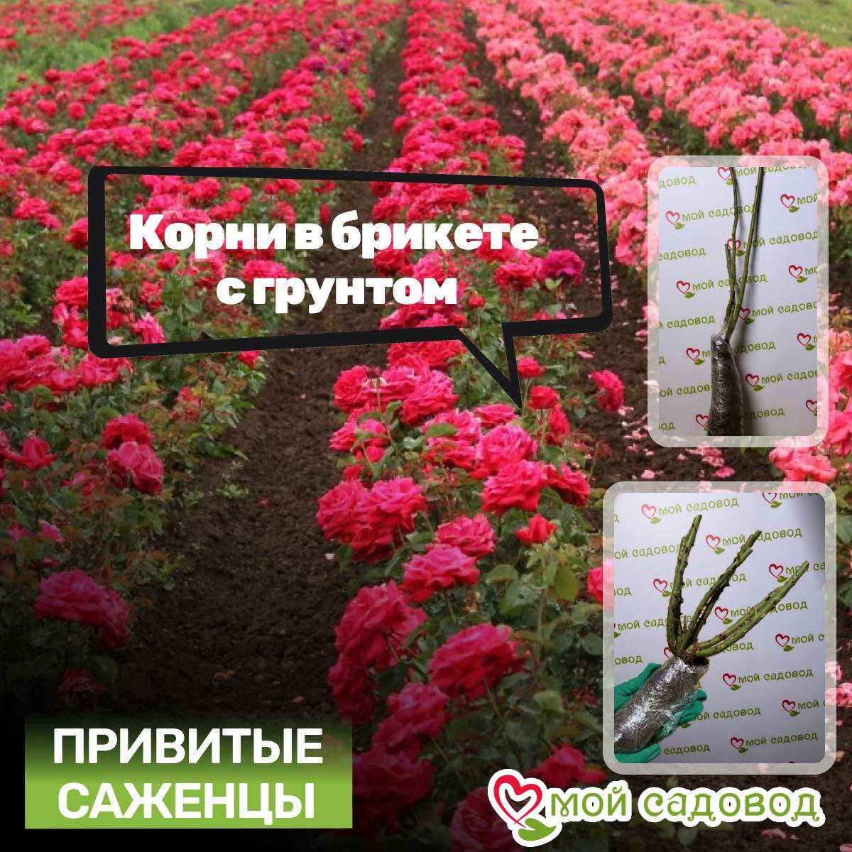 Роза Штамбовая Нобл Квин